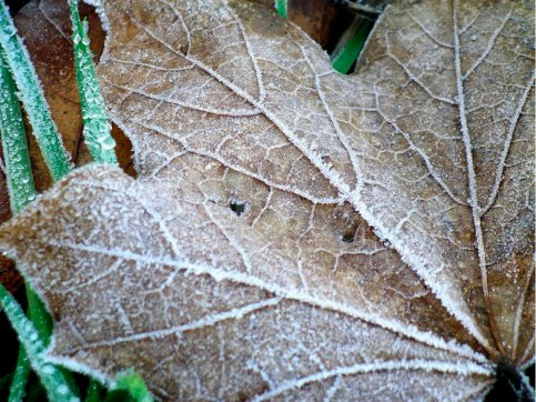 Icy winter leaf