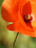 Flower of a Field Poppy (Papaver rhoeas)