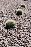 Cacti growing in pebbles