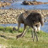 Ostrich
(Struthio camelus) on the shore at Cape of Good Hope, Cape Penisular, Western Cape,South Africa, Africa, RSA;