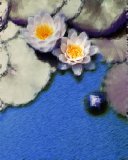 Flora: Water Lilies (Digital Art) 