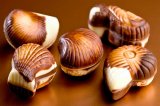 Belgian chocolate seashells