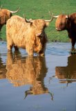 Highland cattle by pool