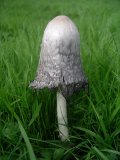 Shaggy Ink Cap or Lawyer's Wig fungus: Coprinus comatus