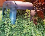 agricultural machinery covered in ivy,