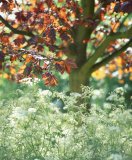 Red maple tree and rough chervil, spring
