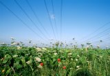 Wild flower crop field with overhead cables