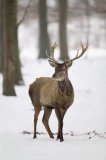 Red deer in snowy weather