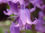 Close-up of a bluebell in May; Devon, Great Britain.