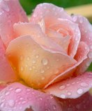 Pink rose after rain shower,