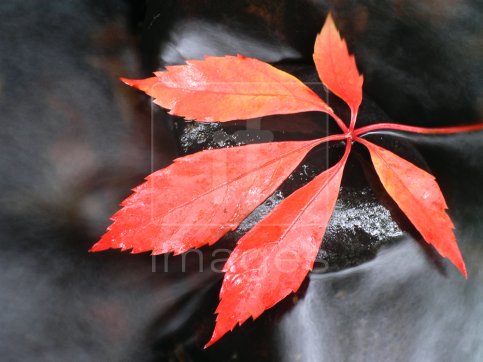 Red leaf on a black stone