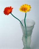 Flora: Gerbera or Barbeton daisy (lat: gerbera jamesonii)