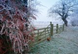 UK, frosty morning with farm gates and hens