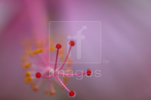 Hibiscus Stamens