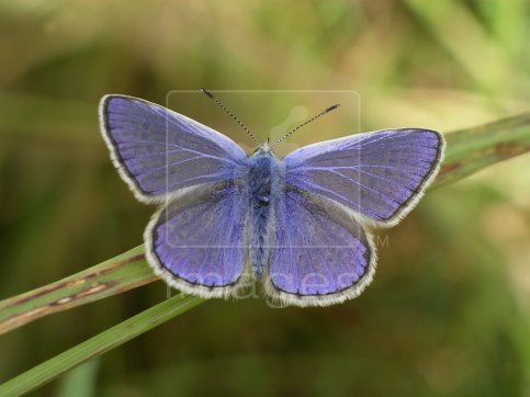 A Common Blue (Polyommatus icarus) butterfly, male