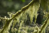 Mosses hanging off an ancient coniferous tree in rainforest around Ward Lake; Ketchikan, Alaska, USA.