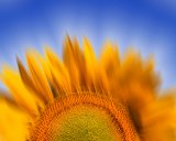 Flora: Sunflower (Photo Art)