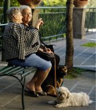Two Italian ladies seated in conversation with dogs at their feet.