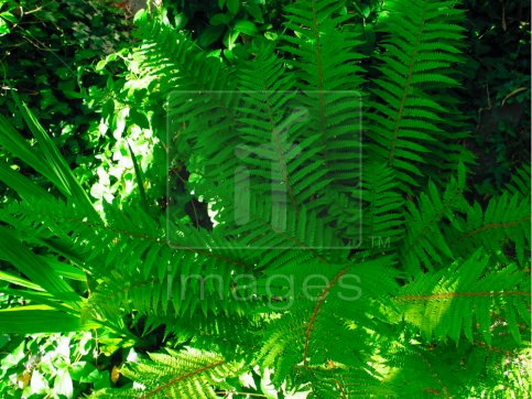 Great green fern