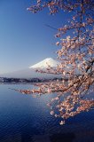 Mt Fuji, spring cherry blossoms and Lake Kawaguchi, with the resort of Kawaguchi on the far shore; Japan.
