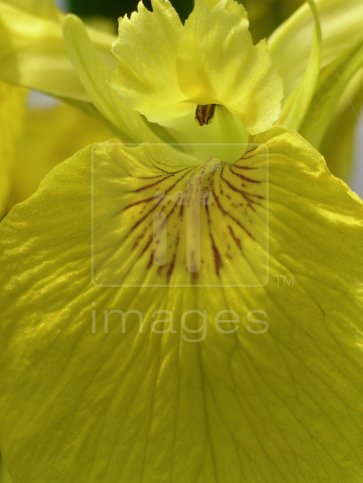 The flower of a Yellow Flag (Iris pseudacorus)