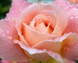 Pink Rose, after rain shower,