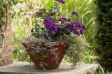 Flowering plants tumbling over side of teracotta plant pot in natural English/British garden setting
