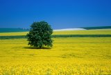 Yellow rape field with single horse chestnut tree