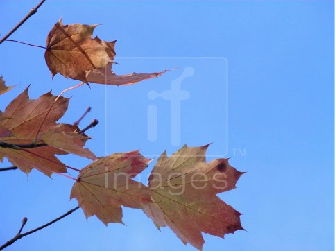 Autumn leaves of the Norway Maple (Acer platanoides)