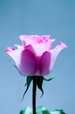 A single pink rose