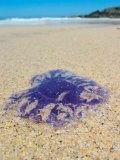 Blue jellyfish on the beach at Porthmeor, St Ives, Cornwall, England, UK.