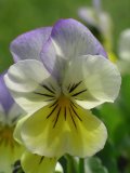 Single lilac and lemon Viola flower