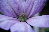 Close up of a large lilac clematis flower