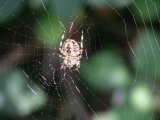 A garden spider (Araneus diadematus) in its web