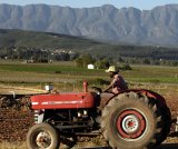 Local farm worker driving tractor, Overberg Region, Western Cape, South Africa, Africa.