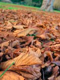 Horse chestnut fallen leaves