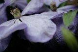 Large lilac clematis flower