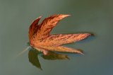 Maple Leaf On Pond.