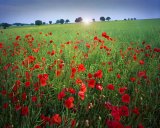 Great Britain/Gloucestershire: Poppies in the Cotswolds