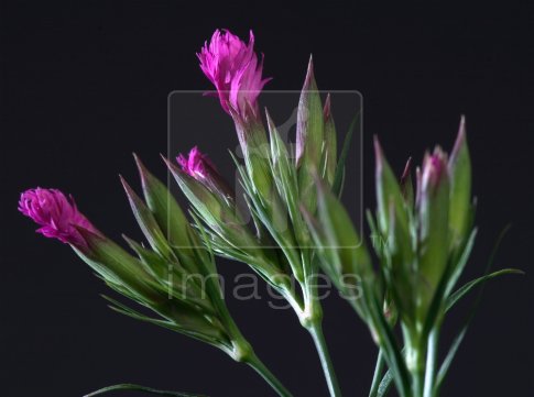 Dianthus flower opening