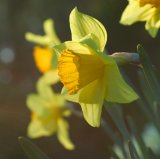 Garden daffodil in spring sunshine; Devon, Great Britain.