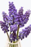 Grape Hyacinths in small glass vase against white background