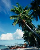 Boats & coconut palm trees on White Beach; Boracay Island; Panay, Philippines.