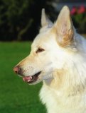 White German Shepherd Dog - (Alsatian)
