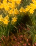 Flora: Daffodils (lat: narcissus galway)